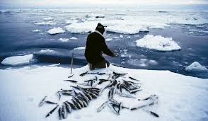 Tip 3: In An Arctic Landscape, Get To Sea Ice