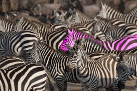 Standing Up Against The Herd