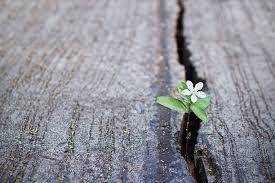 Hopeful