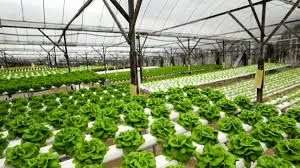 Hydroponics