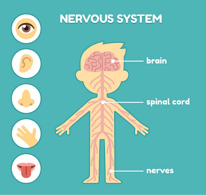 The Nervous System, Part 1: Crash Course Anatomy & Physiology #8 ...